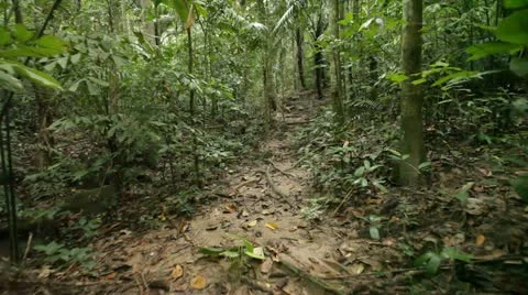 Walking in jungle Stock Footage 10839571