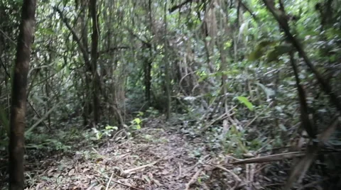 Walking in the jungle Stock Footage 46624921