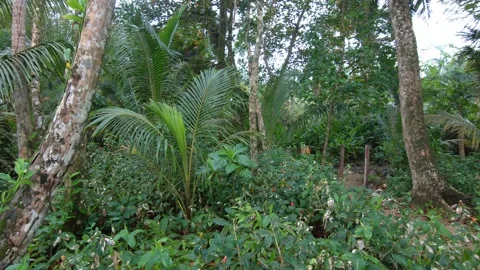 Walking into the Jungle Video stock 159844841