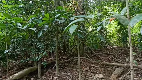 Walking in the jungle Stock Footage 204970614