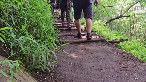 Walking in the jungle Stock Footage 289057776