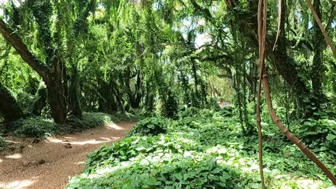 Walking in the jungle of Hawaii Video stock 167859161