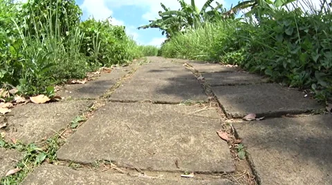 Walking a jungle path in the clouds Stock Footage 61044027