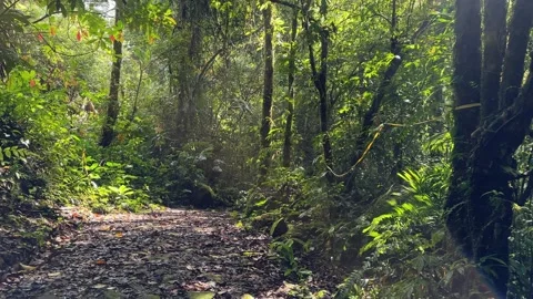 Walking Jungle Path, Lush Green Rainforest, Sunlit Tracking Shot Stock Footage 325303829