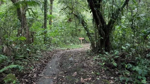 Walking on a Jungle Path, Passing Signs and Fallen Tree, Tropical Forest POV Stock Footage 324783113