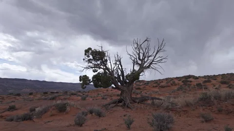 Walking up to juniper tree in the Escalante desert Stock Footage 273828927
