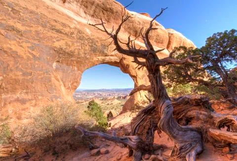 Walking juniper tree Partition Arch Stock Photos