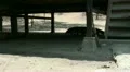 Walking Komodo dragon below farmhouse HD Footage