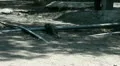 Walking Komodo dragon close up HD Footage