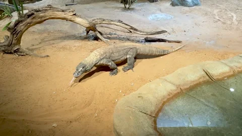 A Walking Komodo Dragon Stock Footage 289274534
