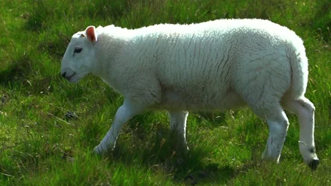 A Walking Lamb in Grassland Stock Footage 156405748
