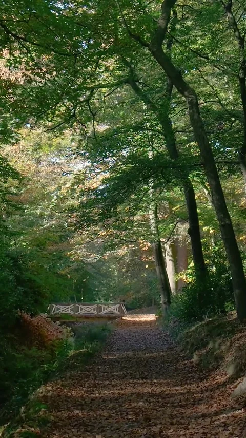 Walking on a leaf-covered path in an autumn forest Stock Footage 327108652