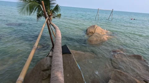Walking on a leaning palm tree above the sea on a tropical island Lai Son Video stock 246896807