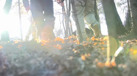 Walking on the leaves among the trees Stock Footage 36408533