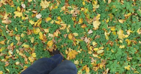 Walking on leaves in a park covered with yellow leaves Stock Footage 130720414