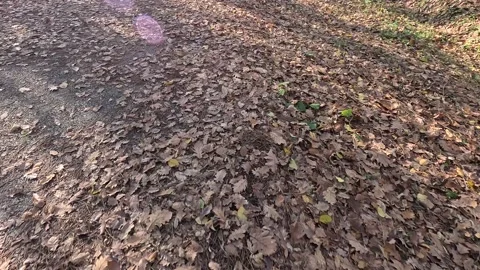 Walking Leaves Under The Autumn Light Ambience 스톡 동영상 339977243