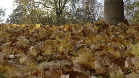 Walking on leaves under tree Stock Footage 70658800