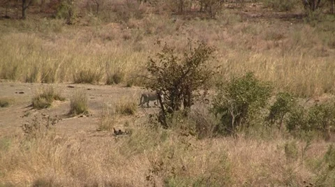 Walking leopard Stock Footage 8573424