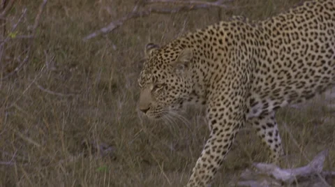 Walking leopard 動画素材 27244599