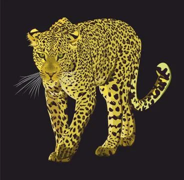 Walking leopard graphic design isolated. Animal hand drawn illustration. Stock Illustration
