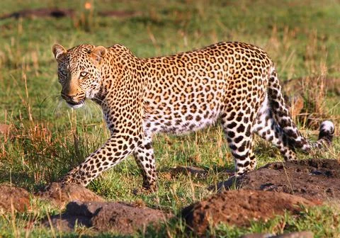 Walking Leopard Stock Photos