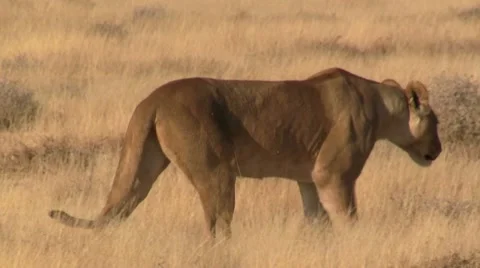 Walking lion, close up Stock Footage 12166051