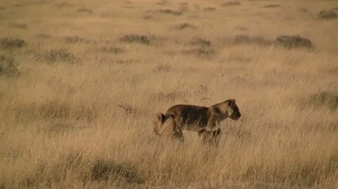 Walking lion cub (2) Stock Footage 12165953