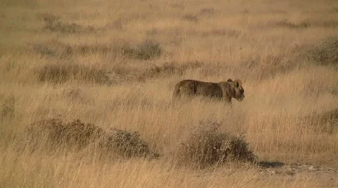Walking lion cub (3) Stock Footage 12165964
