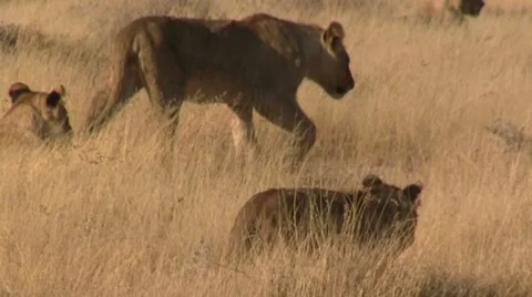 Walking lion cub Stock Footage 12165982