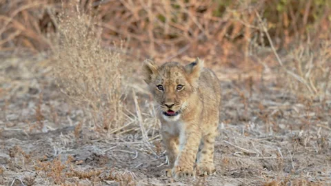 Walking lion cub (Panthera leo) Video stock 289662004