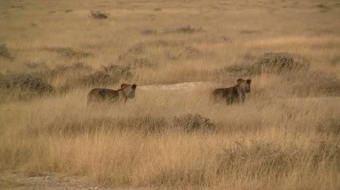 Walking lion cubs in open plain Stock Footage 12166006