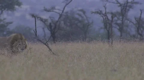Walking lion Stock Footage 12657625