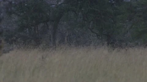 Walking lion Stock Footage 12657628