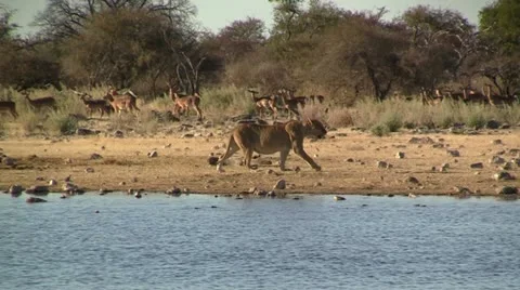 Walking lion with impala herd in background Stock Footage 12166039