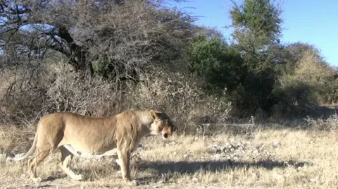 Walking lion with moving camera 2 Stock Footage 12127319
