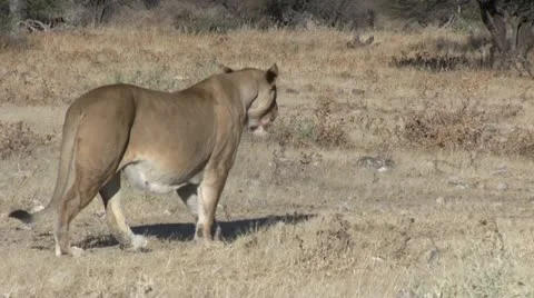 Walking lion with moving camera 3 Stock Footage 12127297