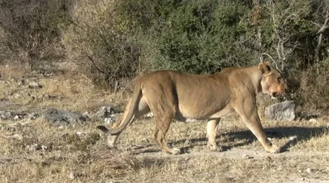 Walking lion with moving camera Stock Footage 12133751