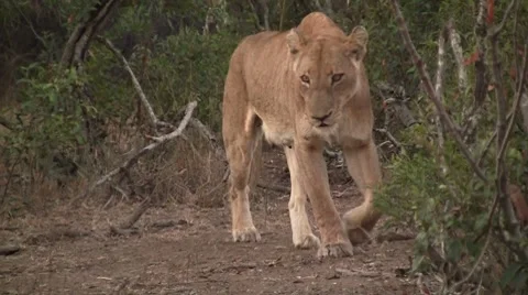 Walking lioness in the bush Stock Footage 8629994