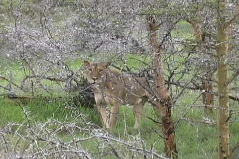 Walking Lioness Stock Footage 122786