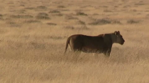 Walking lioness Stock Footage 11975368