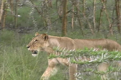 Walking Lioness very close Stock Footage