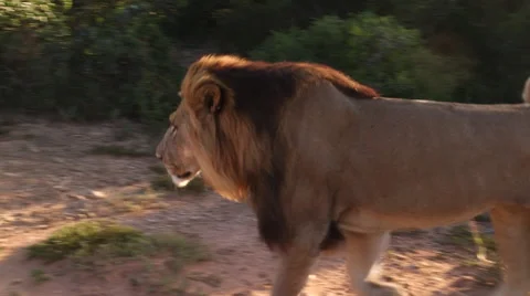 Walking lions  Video stock 48596149