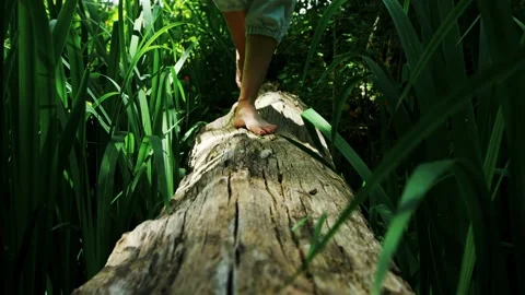 Walking On A Log In The Woods Stock Footage 320466550