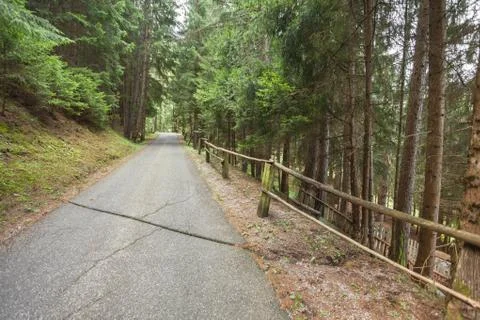 Walking long a mountain road inside the woods Foto stock