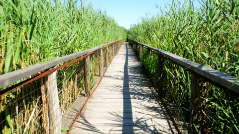 Walking on a long wooden bridge Stock Footage 168983022