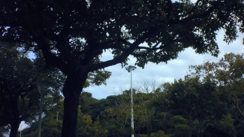Walking look up view of pedestrian side walk trees Stock Footage 179515218