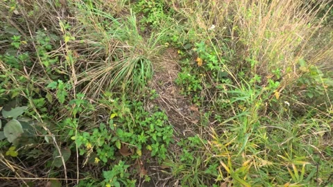 Walking looking for a path in a wild forest, very high grass Stock-Footage 233088646