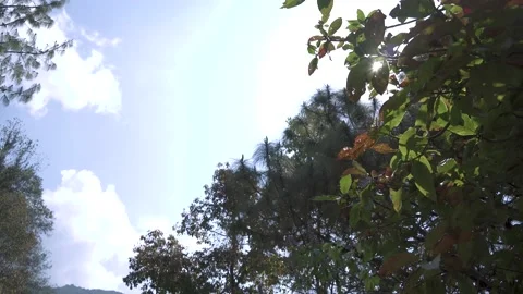 Walking looking at sun from trees Stock Footage 238020743