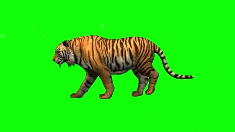 Walking loop animations of a realistic giant tiger with cycle side view on .. Stock Footage 307007474