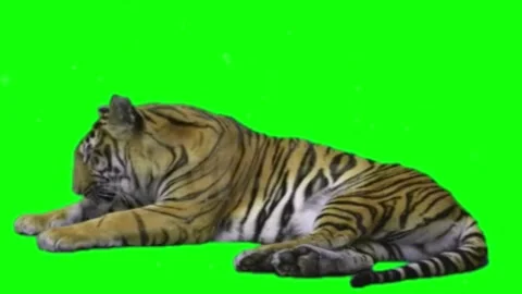 Walking loop animations of a realistic giant tiger with cycle side view on .. Stock Footage 307007481